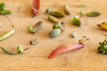 Succulents propagation by single leafの写真素材