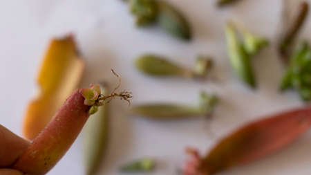 Crassula capitella succulent propagation by use of single leafの写真素材