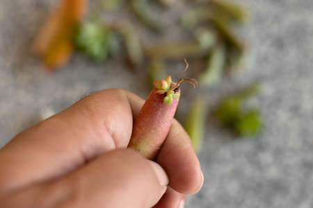 Holding a succulent leaf with tiny roots growing in an early propagation phase with selective focus and blur backgroundの写真素材
