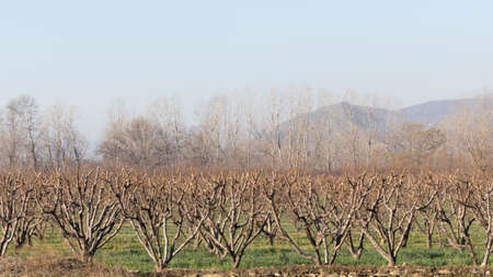 Peach orchard leafless trees in the winterの写真素材