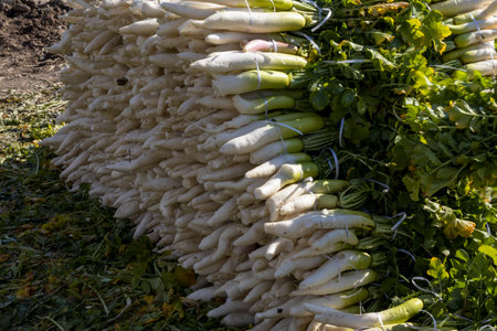 White radish with leaves stacked in a marketplaceの写真素材