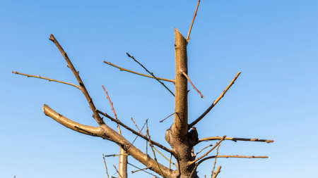closeup of a peach fruit tree branchの写真素材