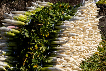 Fresh white radish heap stackedの写真素材