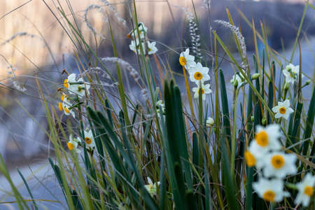 wild daffodil narcissus grown on the cliffの写真素材