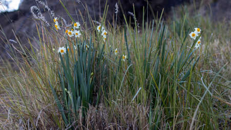 Wild daffodils plants flowering in the early springの写真素材