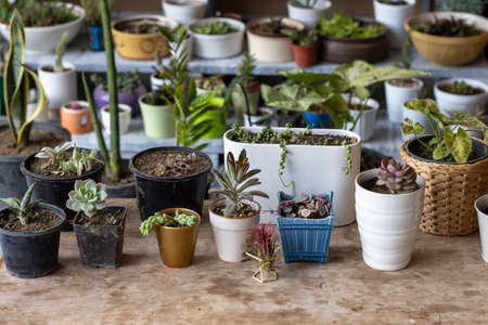 Succulents and cactus garden with copy spaceの写真素材