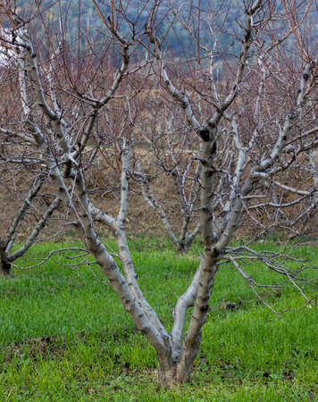 Peach fruit tree in autumnの写真素材
