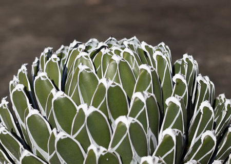 Beautiful agave plant with geometrical leavesの写真素材