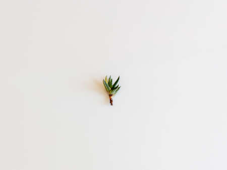 haworthia pumila variegated bare roots plantの写真素材