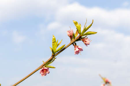 peach tree branchの写真素材