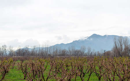 Peach fruit orchard in full bloomの写真素材