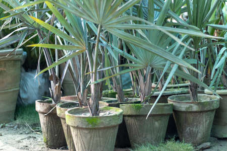 Sliver fan palms planted in a clay pots in plant nurseryの写真素材