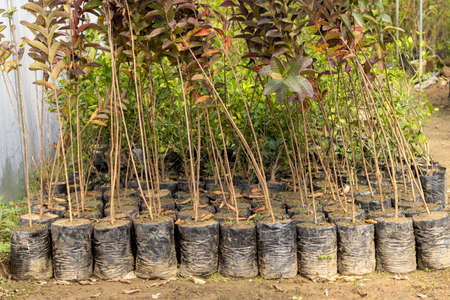 Seedlings of guava fruit tree in a plant nursery or greenhouseの写真素材