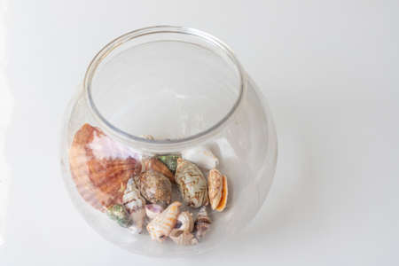 Sea shells in a transparent jarの写真素材