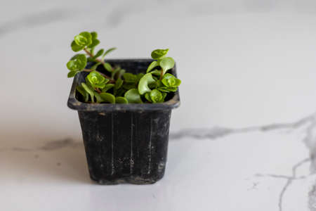 Angle tears small plant in plastic potの写真素材