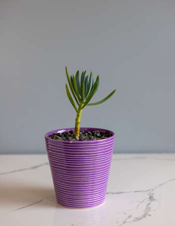 Senecio Blue Chalk Sticks with copy spaceの写真素材