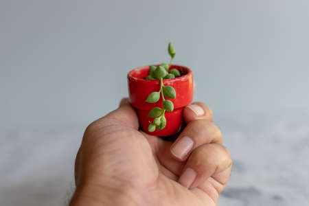 String of tears succulent in a tiny potの写真素材