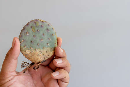 Opuntia Santa Rita Prickly Pear bare roots cactus holding in handの写真素材