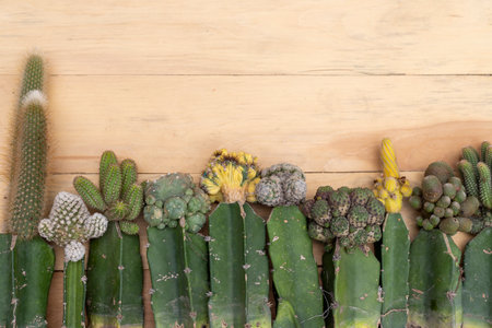 Grafted cactus with wooden background and copy spaceの写真素材