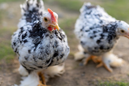 Adorable mottled pekin bantam chickens looking into camera with selective focusの写真素材
