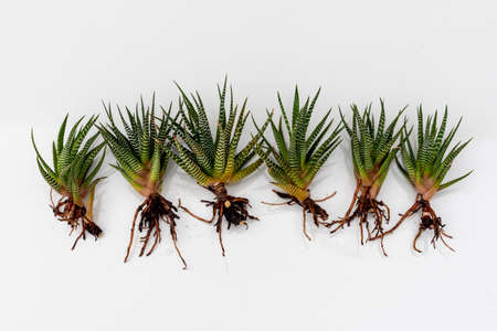 haworthia cactus on white isolated backrgound with copy spaceの写真素材