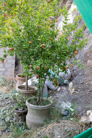Pomegranate tree planted in a clay potsの写真素材