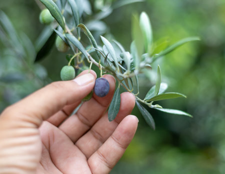 Hand picking olives from the treeの写真素材