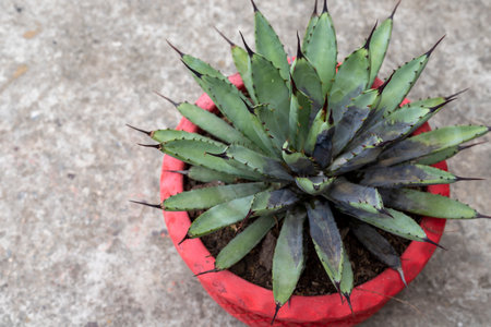 Root rot agave plant from fungal and bacterial diseases attackの写真素材