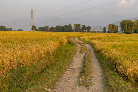 Dirt road passing through the yellow ripe rice fieldsの写真素材