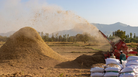 MALAKAND DIVISION , KPK, PAKISTAN, October, 07, 2022: farmers harvest rice using a rice thresher machineのeditorial素材