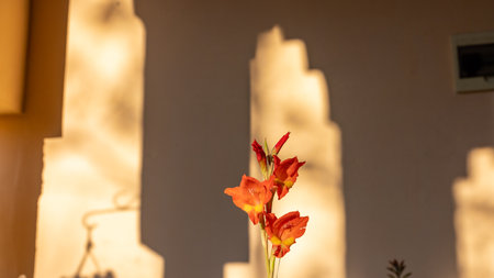 Closeup of a single orange gladiolus bloom with selective focusの写真素材