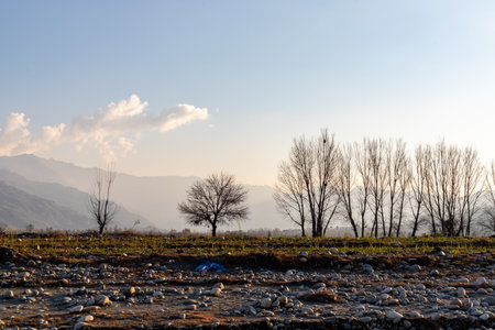 A peaceful evening landscape view of a mulberry tree in the autumn seasonの写真素材
