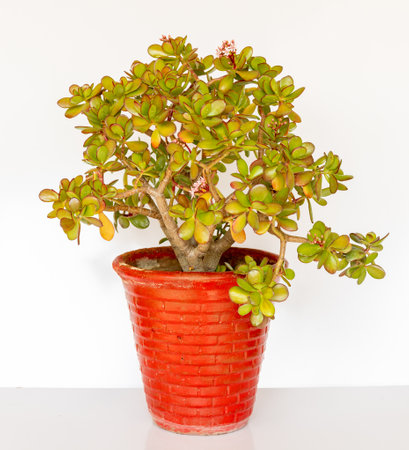Money tree Crassula Ovata plant in red pot on white isolated backgroundの写真素材