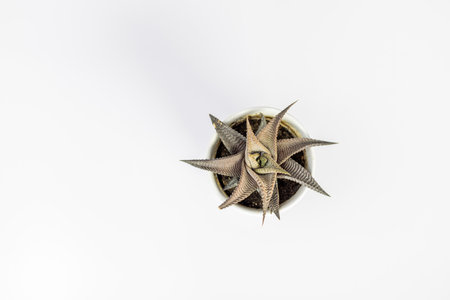 Fairy washboard small succulents high angle view isolated on white backgroundの写真素材