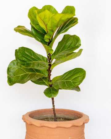 Ficus lyrata plant with large green leaves in a clay pot isolated on white backgroundの写真素材