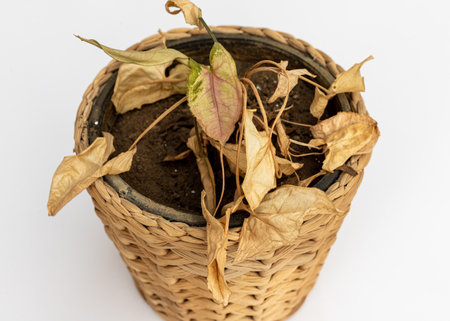 Arrowhead plant plant with dry leaves in a pot on isolated white backgroundの写真素材