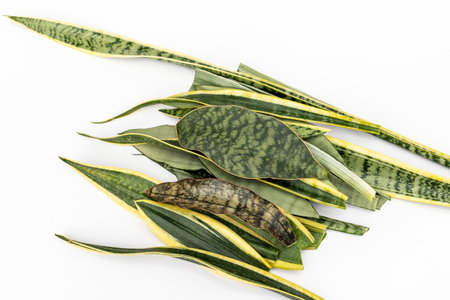 Mixed varieties snake plants leaves on white backgroundの写真素材
