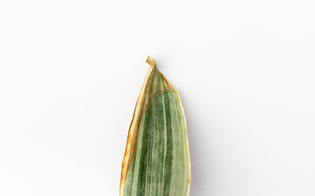Dry tip of a sansevieria trifasciata bantels sensation snake plant leafの写真素材