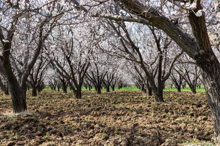 Apricot trees in bloom in the swat valley of Pakistanの写真素材
