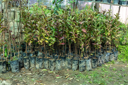 Gauva seedlings in plastic bagsの写真素材