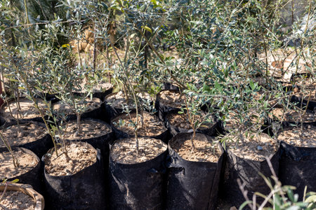 Olive plants in grow bags closeupの写真素材