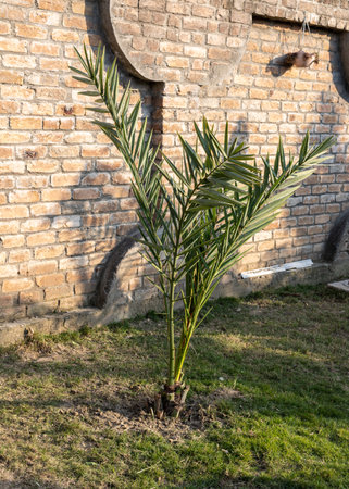 Young date palm trees in the yardの写真素材