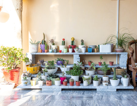 Collection of succulents and cactus plant in pot on a marble stand with copy space. Cactus lover conceptの写真素材