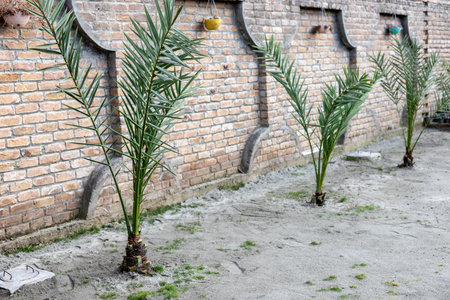Small date palm trees planted in the gardenの写真素材