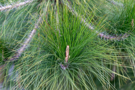 Pine tree branch closeup viewの写真素材
