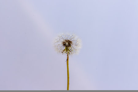 A single dandelion closeup view with selective focusの写真素材