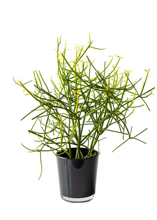 Pencil cactus euphorbia tirucalli potted plant on isolated white backgroundの写真素材