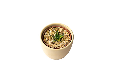 haworthia variegated succulent plant in a ceramic pot on isolated white backgroundの写真素材