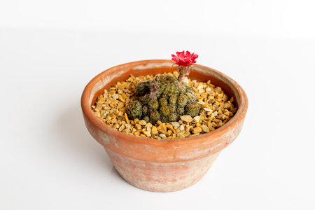 Rebutia albopectinata blooming cactus in pot on isolated white backgroundの写真素材