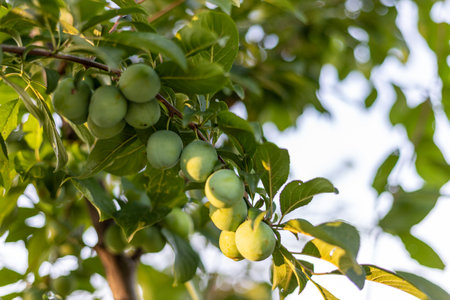 A bunch of unripe green small plum on the branch of a fruit treeの写真素材